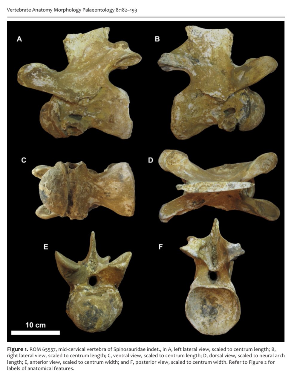 Canadian Society of Vertebrate Palaeontology (@CanSVP) / X