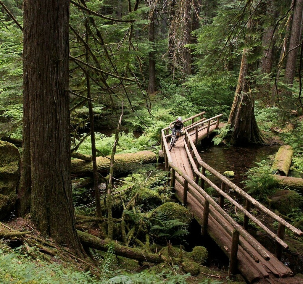 mbaction's tweet photo. Lev Stryker of Cogwild Adventures rides the McKenzie River Trail near Bend, Oregon.
#rideoregon #mtb #bendoregon #mountainbike #trails #weekend #mtbtrails #bikes https://t.co/PumQpHtK2L