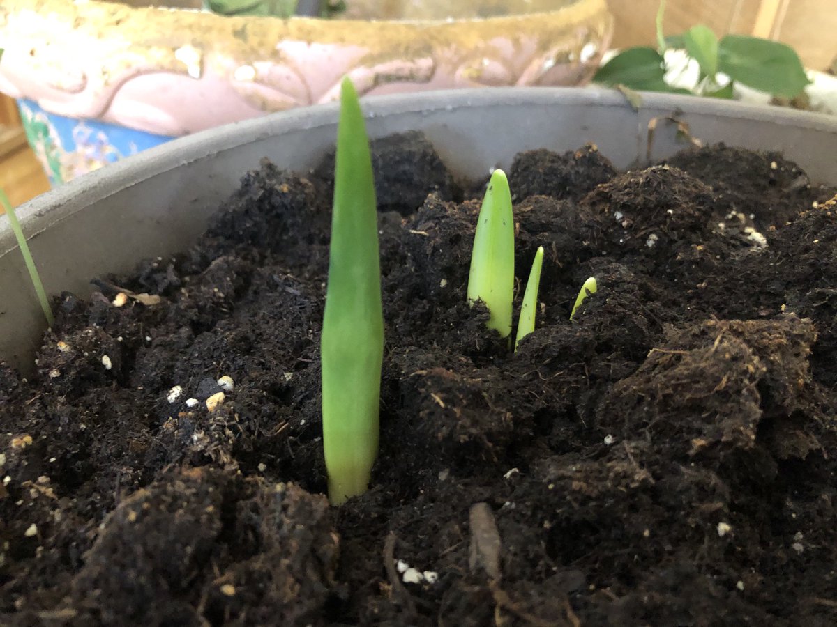 cdehdashti's tweet image. My babies. #BringSpring #Daffodils