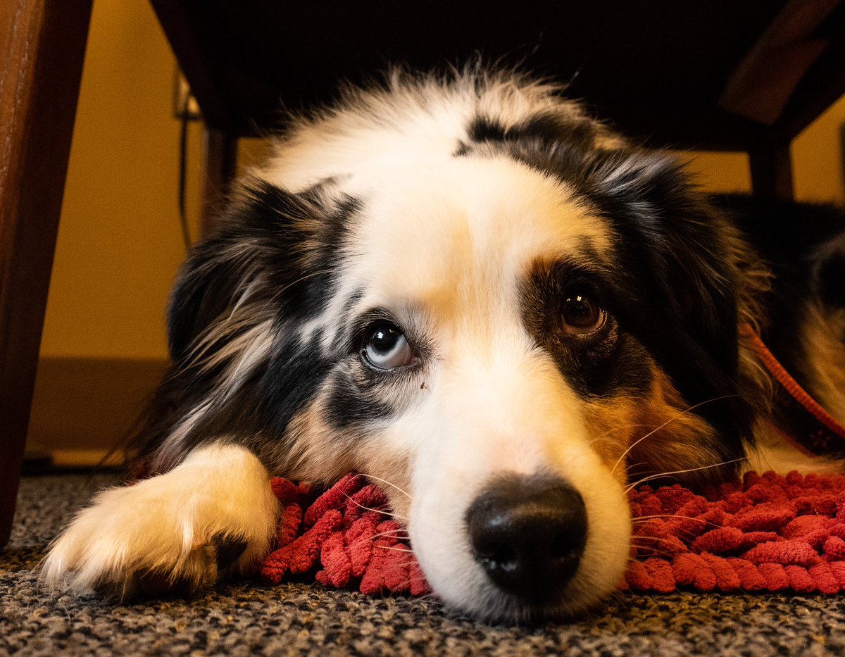 Pets4Pete's tweet photo. Current mood. ~ Theo

#okstate #pettherapy #iceday #snowday #weatherface https://t.co/MMiQUxwkbo