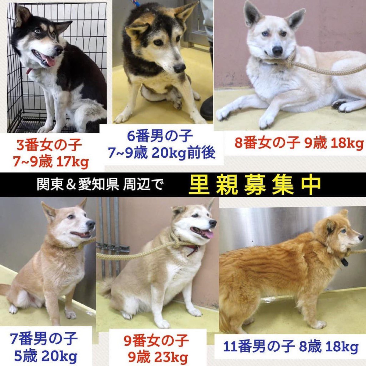 タコちゃん En Twitter 栃木県収容犬 緊急里親様募集 飼い主持ち込み21頭のうち 残り6頭が緊急とのことです インスタ Yuna S T102 様へ ペットショップに行く前に 里親 里親募集犬 預かりボランティア募集中 保護犬 雑種犬 里親募集 里親さん募集