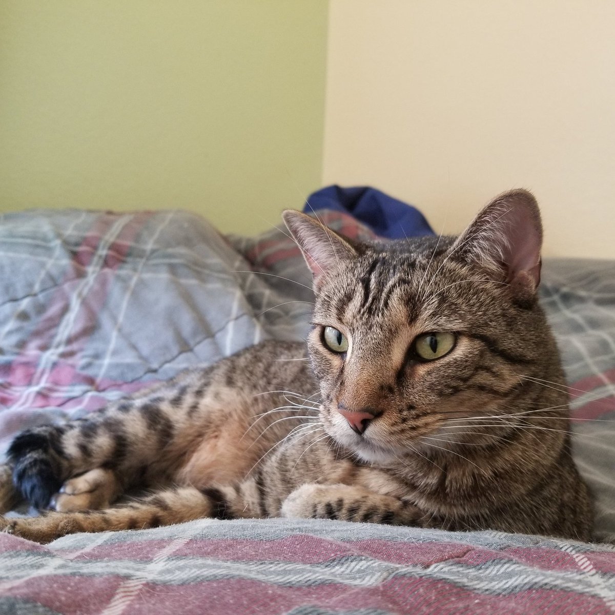 King Kittens tweet media