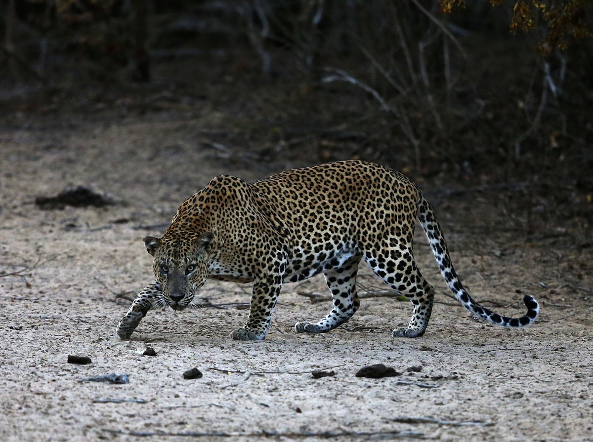 Thread: Asian Leopard. The real thing, and depicted on Neolithic pottery found in Iran, standing over the zig zag design depicting flowing water...
