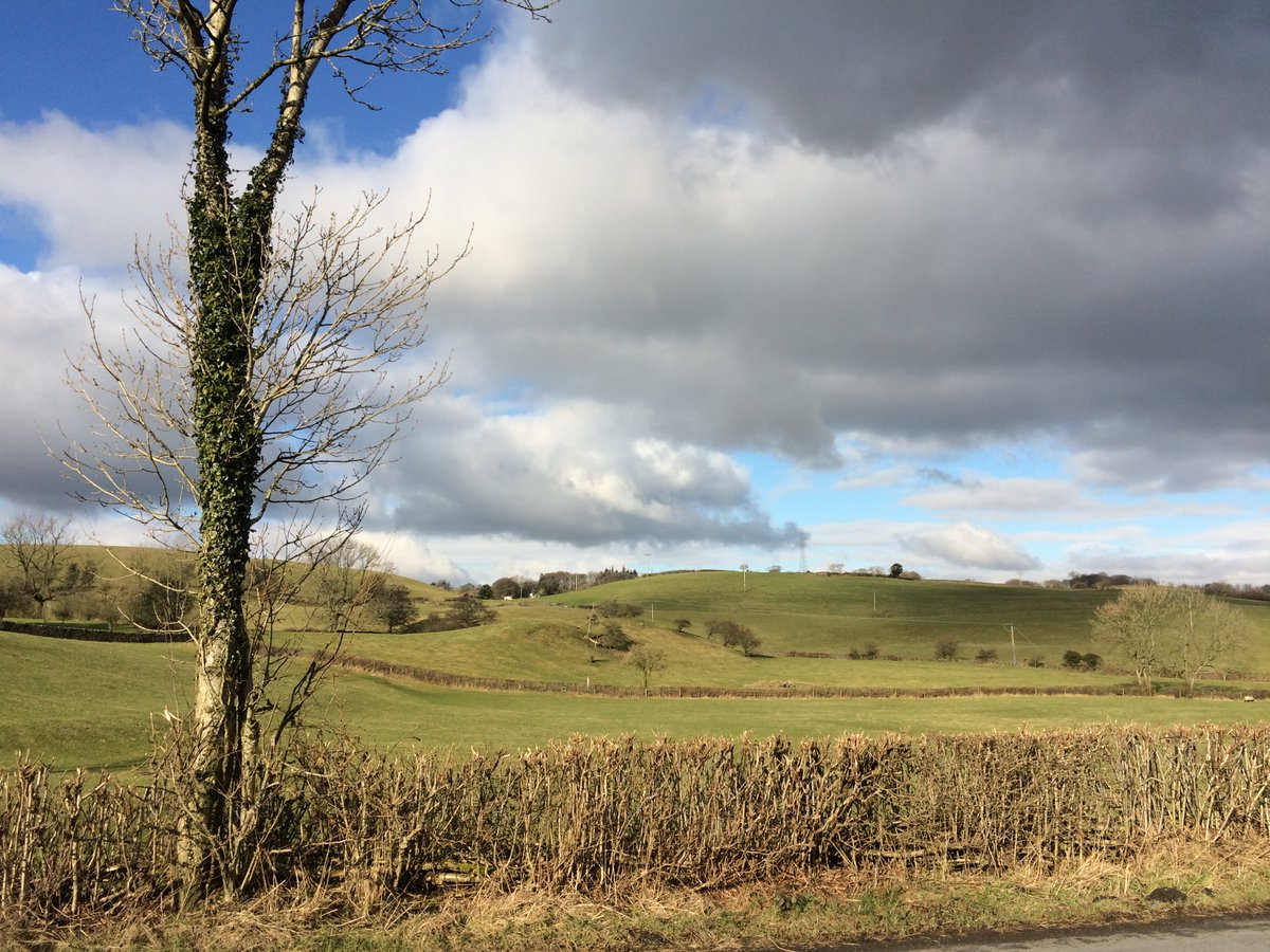 It's nice to look at a tree from a distance and say "Think I know that".Perky branches head out, swoop down, then up (like a candelabra).Even when they're 'standards' stuck in an awful 'flailed' hedge (not now, Bernard), they still look up.Smooth skin that wrinkles with age...