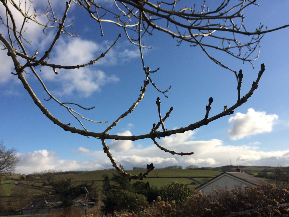 You'll be glad you stuck around. Here's the best bit. Buds and twigs are key in winter ID. Black, BLACK buds..."each bud emerging cautiously, like the black snout of a badger, at the tip of every branch" (Roger Deakin)Medium sized..? between our hazel & horse chestnut anyway.