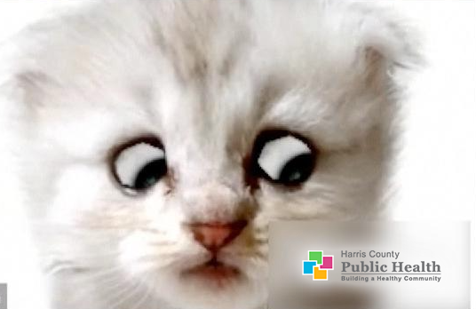 hcphtx's tweet photo. The face you make when you see other people walking around without a properly worn #mask and ignoring #socialdistancing guidelines... 
#NotACat 
#ItsAFilter https://t.co/U5F62i2QZh