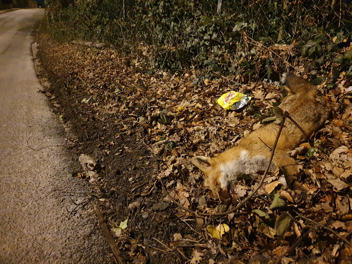TetZoo's tweet photo. OK, foxes. You've been enjoying my phenomenal wild fox pictures from recent weeks. One of those foxes won't be photographed again, this is why. I am sad. https://t.co/JlrZKcgpoK