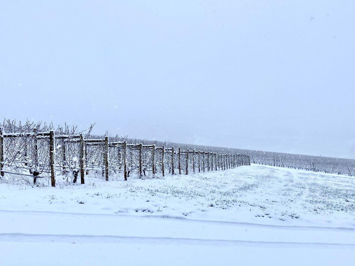 Due to the likelihood of inclement weather in the coming days, Knudsen Vineyards will be closed through Sunday, February 14.

Wine tasting appointments are available starting Thursday, February 18 and can be reserved at the link in our profile.