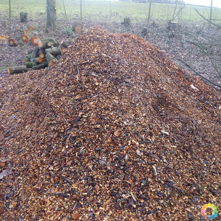 NatuurlijkMoes's tweet photo. Misschien wel de meest waardevolle opbrengst van het kappen van  onze houtkanten: houtsnippers 😍.

Bruikbaar voor van alles en nog wat: mulch op bedden, paden, in de composthoop, het composttoilet, herbergen van neushoornkevers ... https://t.co/84ocrBNNst