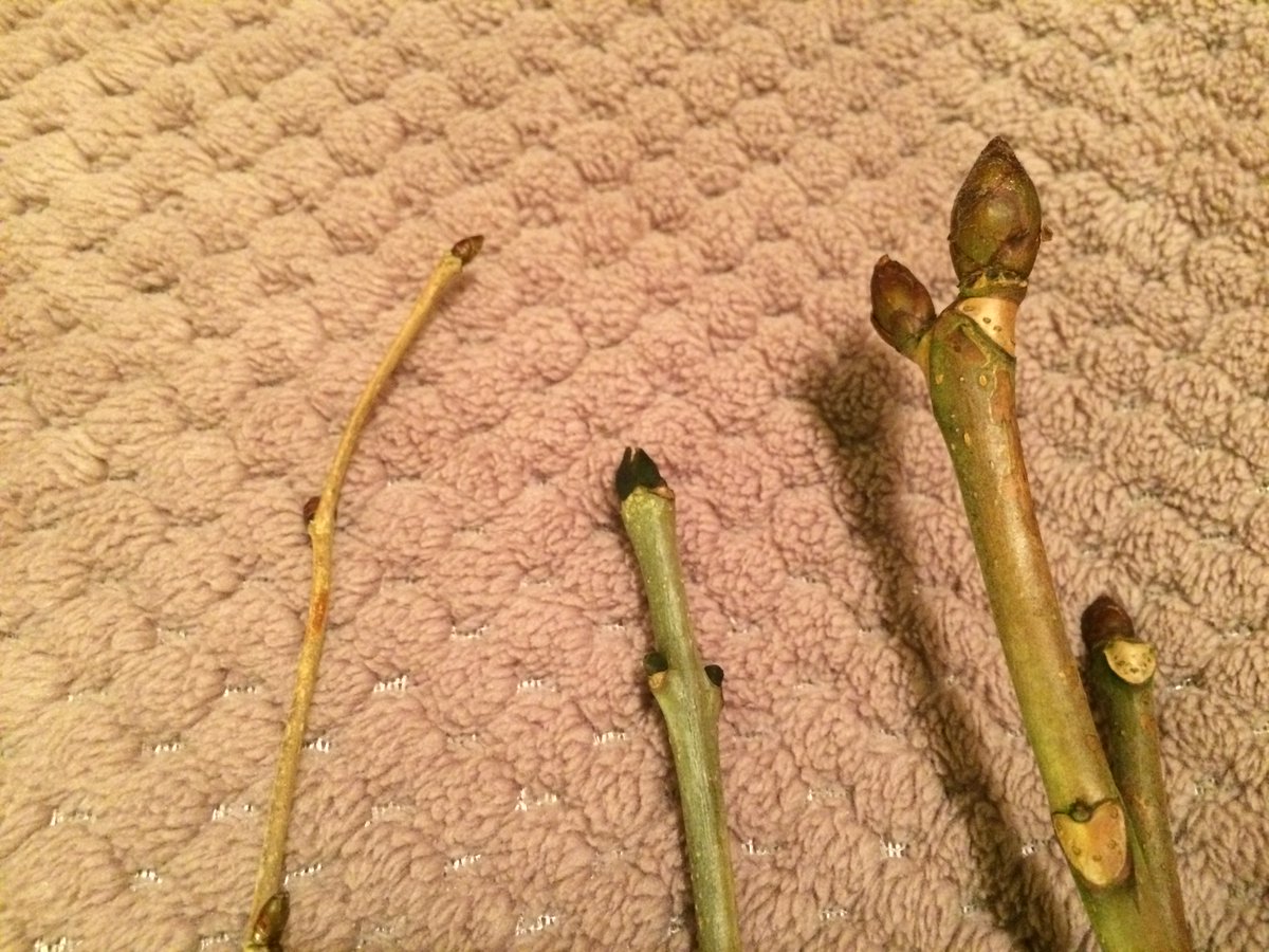 You'll be glad you stuck around. Here's the best bit. Buds and twigs are key in winter ID. Black, BLACK buds..."each bud emerging cautiously, like the black snout of a badger, at the tip of every branch" (Roger Deakin)Medium sized..? between our hazel & horse chestnut anyway.