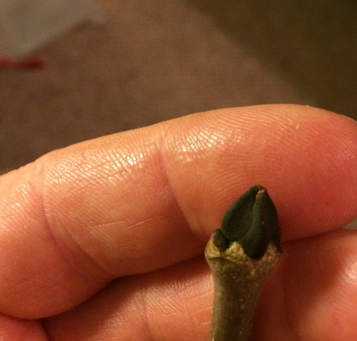 You'll be glad you stuck around. Here's the best bit. Buds and twigs are key in winter ID. Black, BLACK buds..."each bud emerging cautiously, like the black snout of a badger, at the tip of every branch" (Roger Deakin)Medium sized..? between our hazel & horse chestnut anyway.