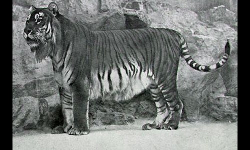 Finally, Caspian tiger. The real thing, and depicted on Neolithic Iranian pottery. I just love how tiger has disappeared in the zig zag of the flowing water. And only its tail is still "realistic"...And is that leopard depicted underneath in the same way? It's tiger's tail...