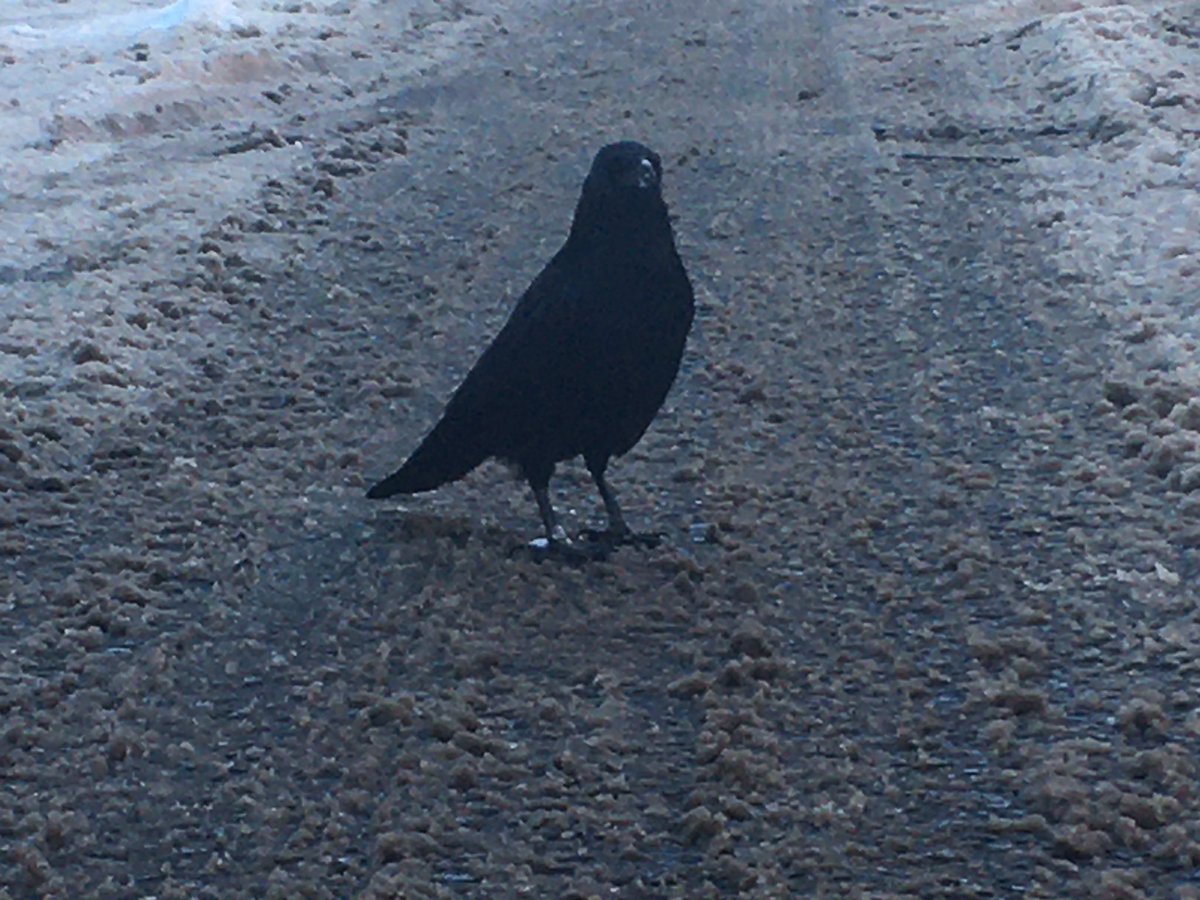 stuffByBez's tweet photo. Walked around. Saw some birds absorbing all the lights.

Later:

72 situps
Stretching
#BezExercise #Exercise #Birds https://t.co/YX5a0eYmhr