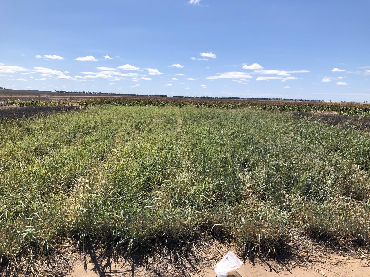 All happening at Billa Billa #FarmingSystemsNorth site.
Xmas vs Jan. sorghum and mungbeans v2.0.
& a bit of N on pasture ready for the rain.