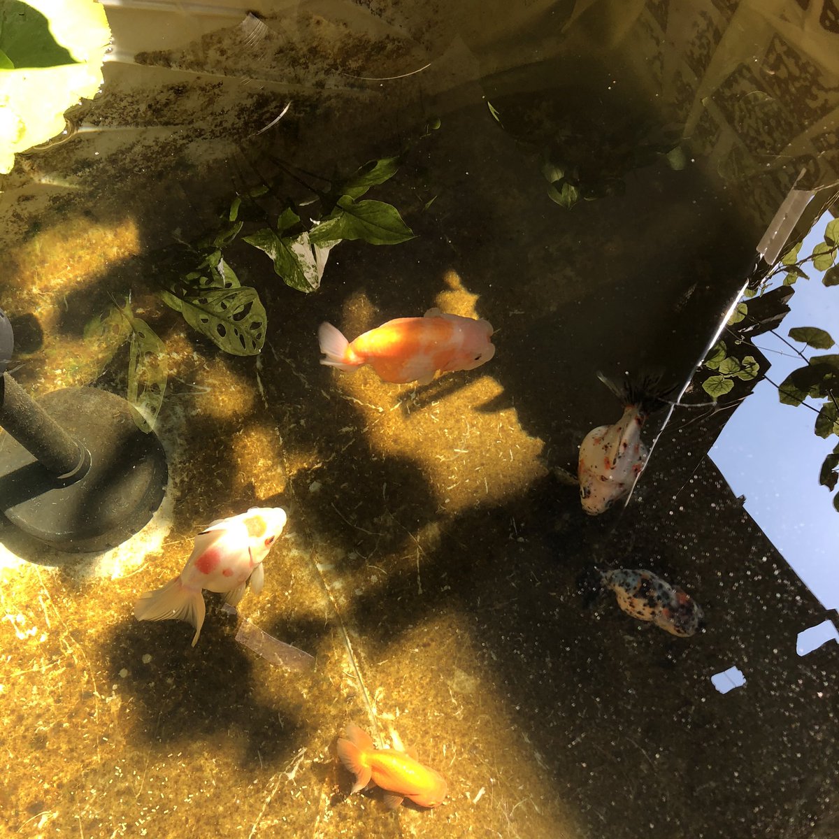 ชอบบ่อปลาในช่วงเวลานี้มากๆ แฮะ ทุกอย่างดูเป็นสีน้ำตาลทอง