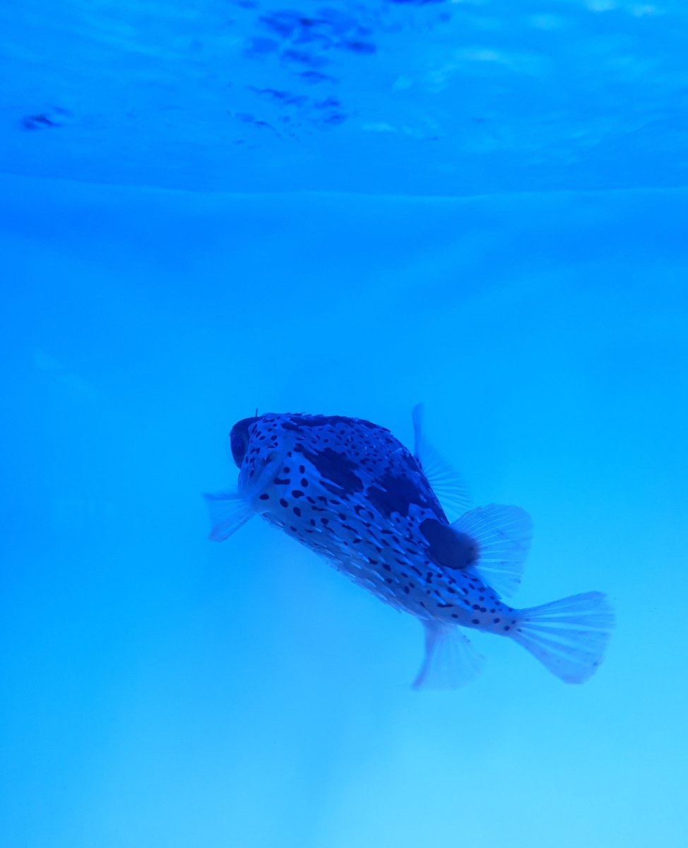 半田水園 岐阜店 沖縄産 ハリセンボン3匹入荷しました 海水魚 フグ 可愛い 半田水園 岐阜店 沖縄産 ハリセンボン3匹入荷しました 海水魚 フグ 可愛い