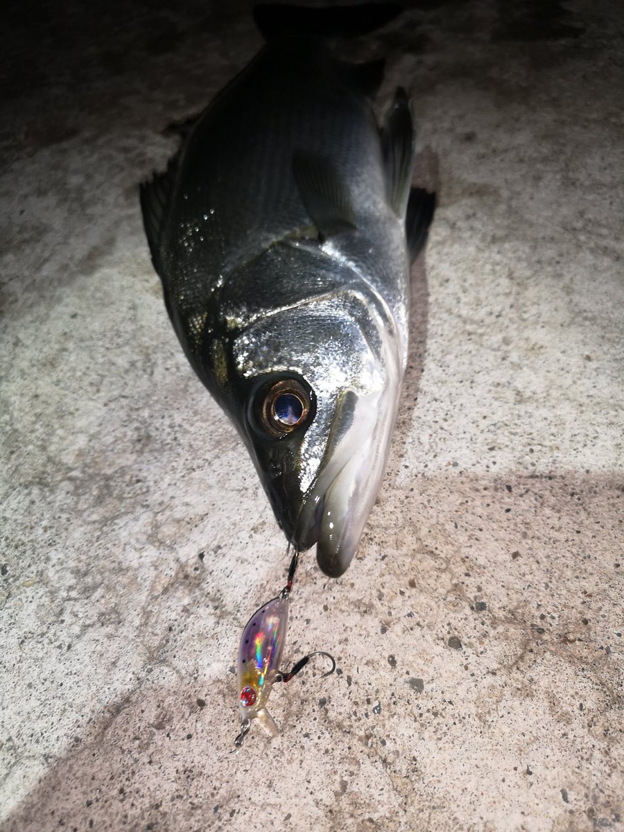 釣り侍 Gogofishing34 Twitter 釣り侍 Gogofishing34 Twitter