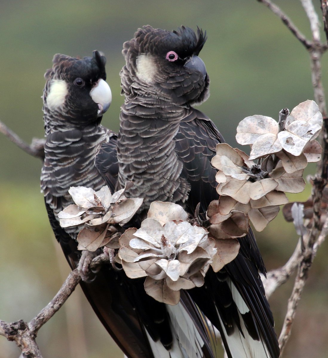 Thousands of hectares of bush may have been burnt in the Perth Hills fires, and it’s likely that important Carnaby’s habitat has been lost.

Join us in calling on the WA government to stop logging remaining feeding habitat north of Perth. Email your MP today!

📷 Raeline Smith