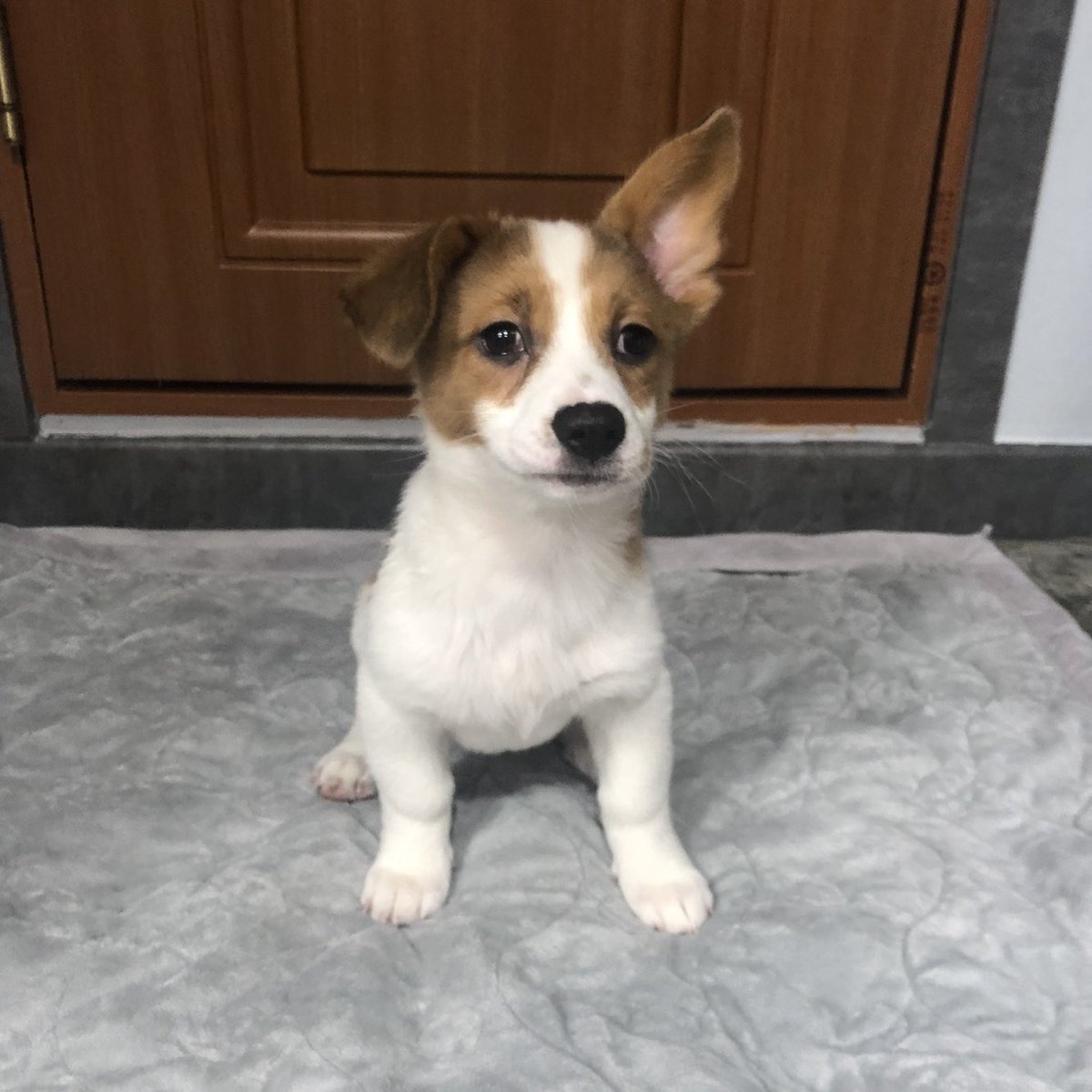 설에 시간 많으시잖아요? 마음도 넉넉히!
우리 밤톨이 가족 어디쯤 오셨는지 톨이가 목 빼고 기다립니다 #밤톨 #가족찾아요 #입양가자