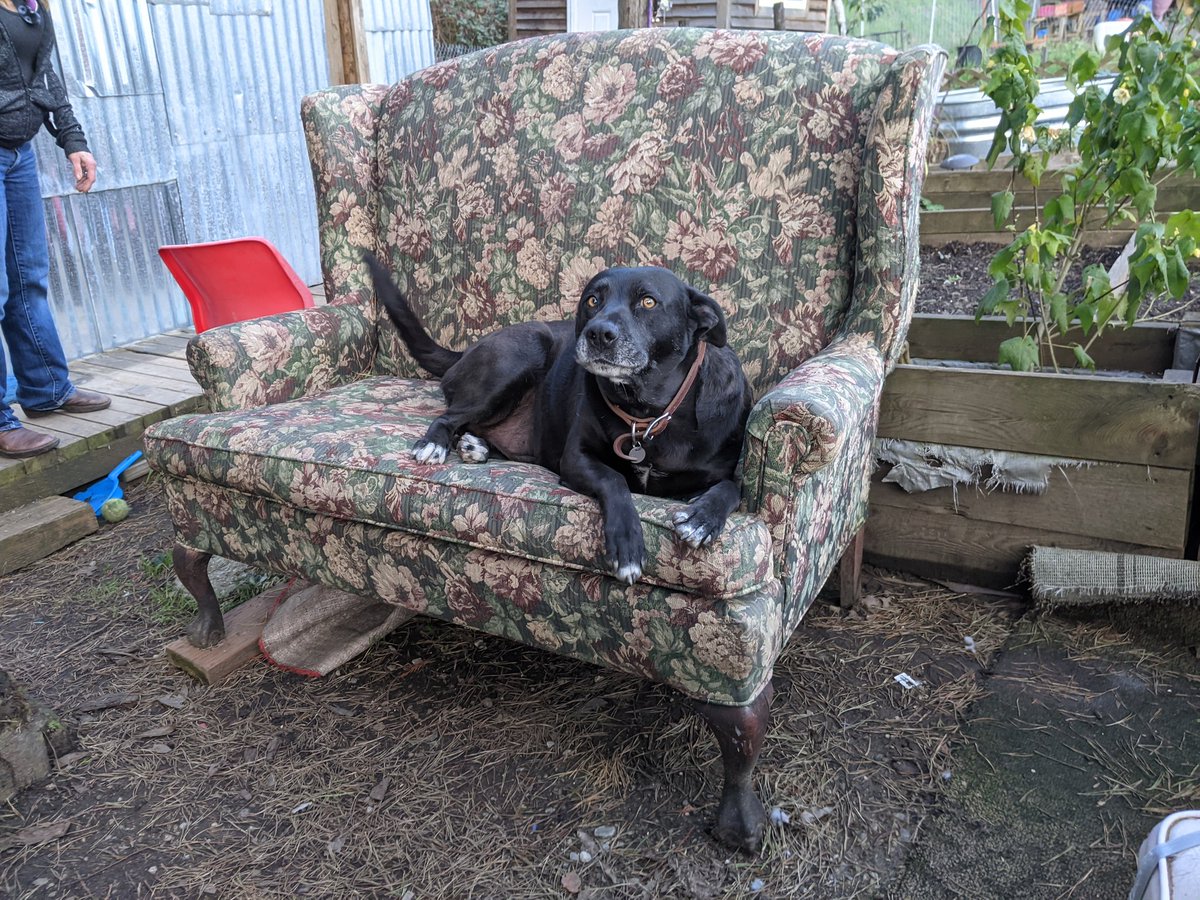A canine resident reclines regally