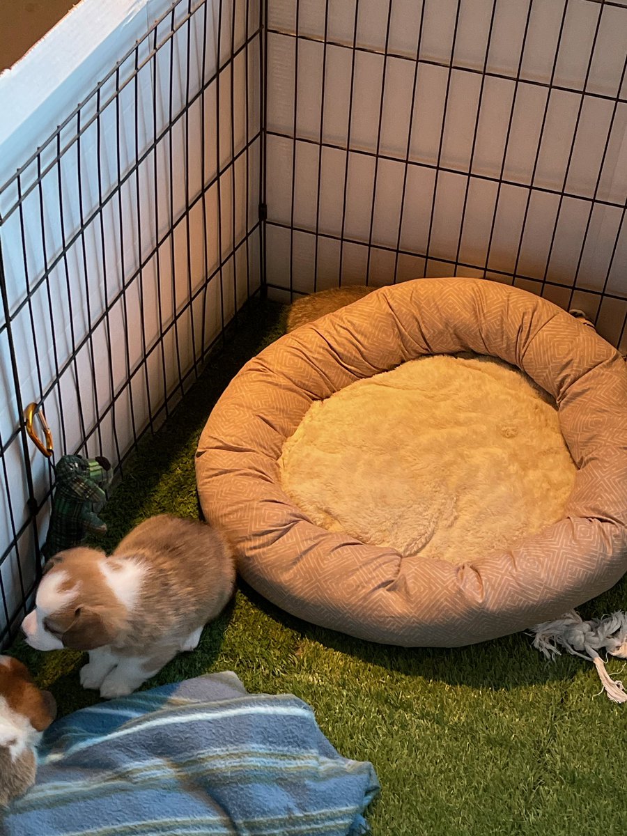 cute_corgisLIVE's tweet photo. If you’re watching the stream rn and wondering why you can only see 5 puppies, here is your answer 😂 #cutecorgis https://t.co/eiliAKcPLv