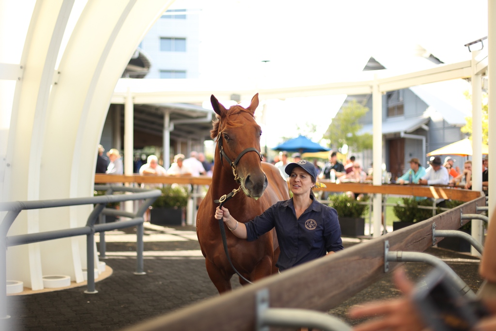 I recently penned an article about Almanzor &amp; why he has the credentials to be a successful sire in the Southern Hemisphere. This is the Almanzor x Perfect Offering colt just before he was knocked down to <a href="/CambridgeStud/">Cambridge Stud</a> &amp; <a href="/Haras_d_Etreham/">Haras d'Etreham</a> at <a href="/inglis_sales/">Inglis</a>

l8r.it/PKlJ