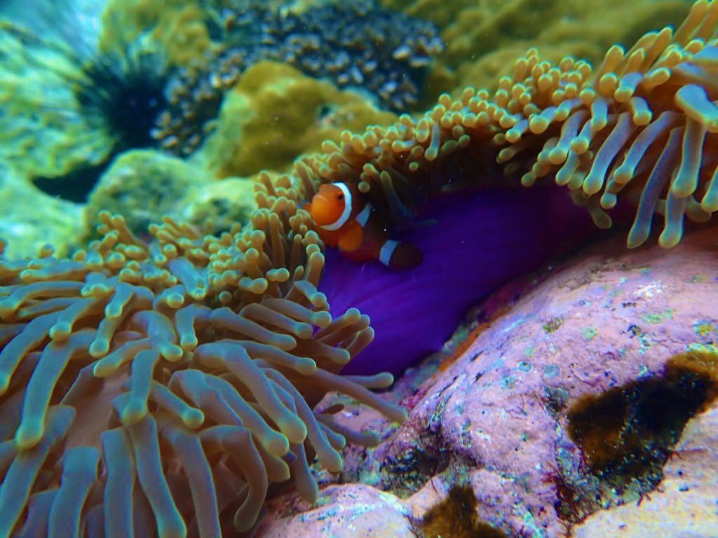 diving_bkk's tweet photo. 2/7に日帰りサメサンダイビング行ってきました！
シーズンインして、透視度もだいぶ良くなってきました☺️

#タイ #バンコク
#スキューバダイビング
#タオ島 #チャーン島
#プーケット #シミラン
#パタヤ #サメサン https://t.co/PfGmAj0yOn