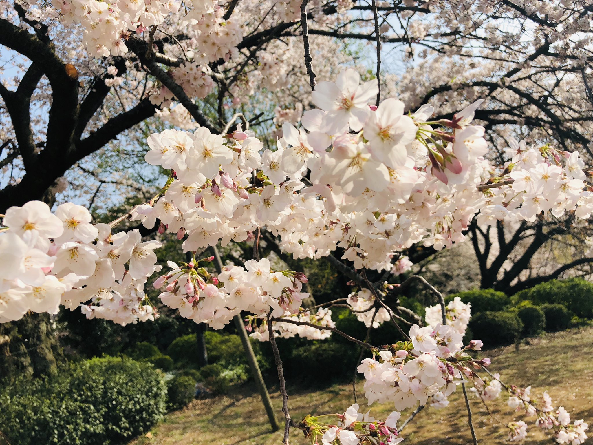 瀬橋ゆか 尾道 神様の隠れ家レストラン 発売中 見た人もなにか無言で桜をあげる 新宿御苑の桜たち 言の葉の庭 大好きなので4枚目のアングルはテンション上がります 作中は梅雨だけど T Co Qry0mallm3 Twitter
