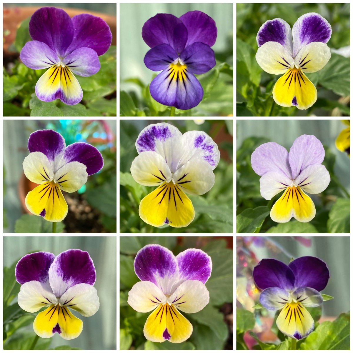 #팬지농장일기 73일차 
같은 삼색제비꽃 팬지라도 이렇게 색깔구성이나 생김새가 다르다. 똑같은 얼굴 가진 애가 하나두 없어 💜🤍💛💜🤍