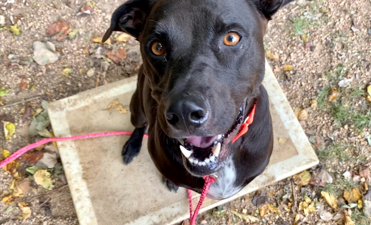 austinpetsalive's tweet photo. Axel is getting REALLY good at modeling chairs. https://t.co/W28Hpp66eS #dogmodel #adoptdontshop https://t.co/Qtrw0nMfhC