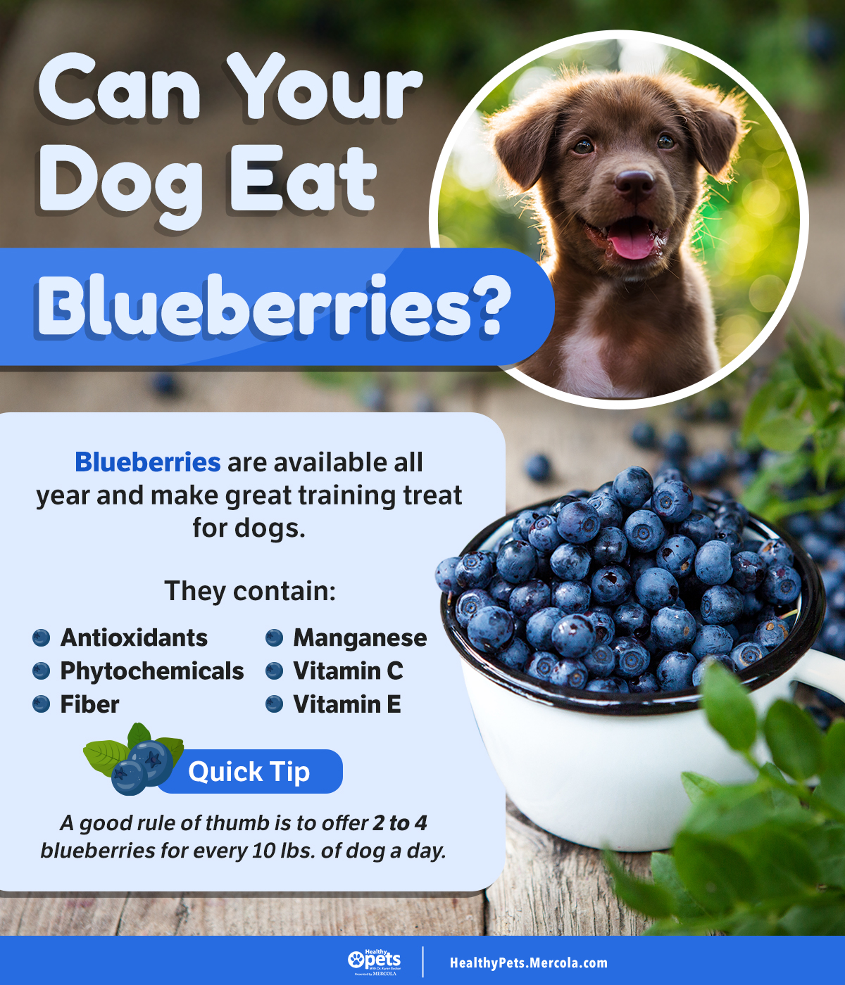 Are Berries Good For Dogs