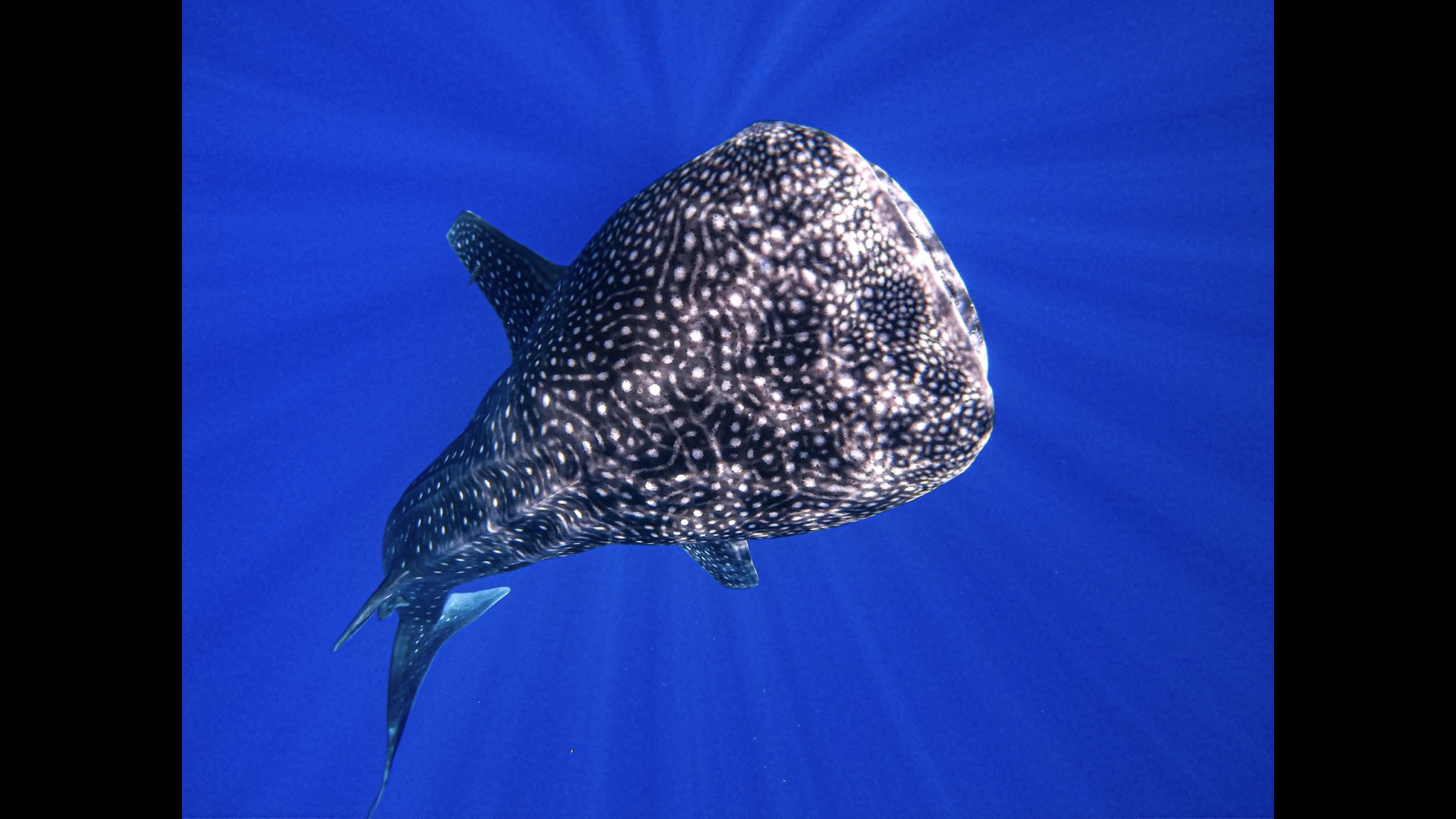 Dolphin Eyes 藤井フミヤさんと一緒に泳いだジンベイザメ 昨日の様に鮮明に覚えている 次はクジラだねっと 藤井フミヤ T Co Exzkeabr8j Twitter