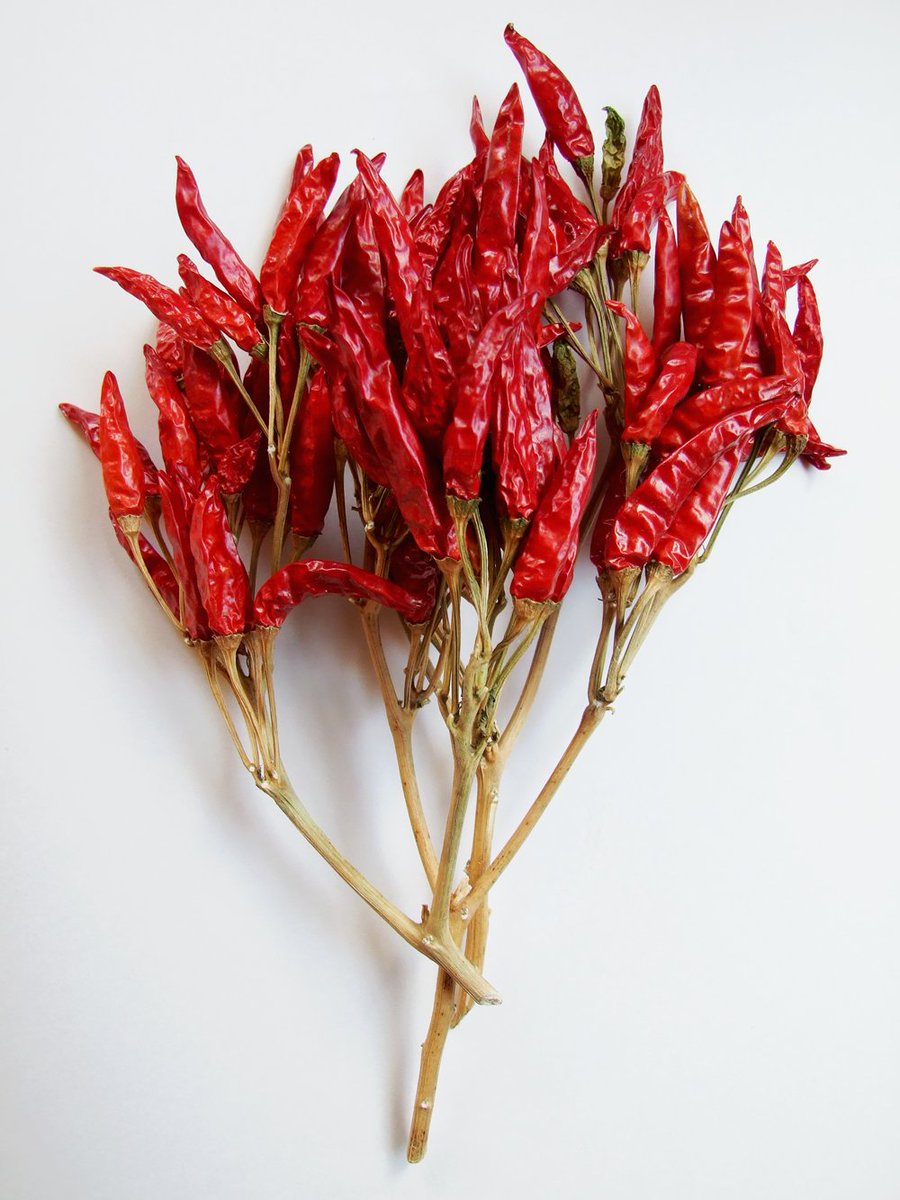 きみのてを 唐辛子の花言葉 雅味 というのがあってどういう意味かと調べたら 風流な味わい 上品な趣 とあってほう となった