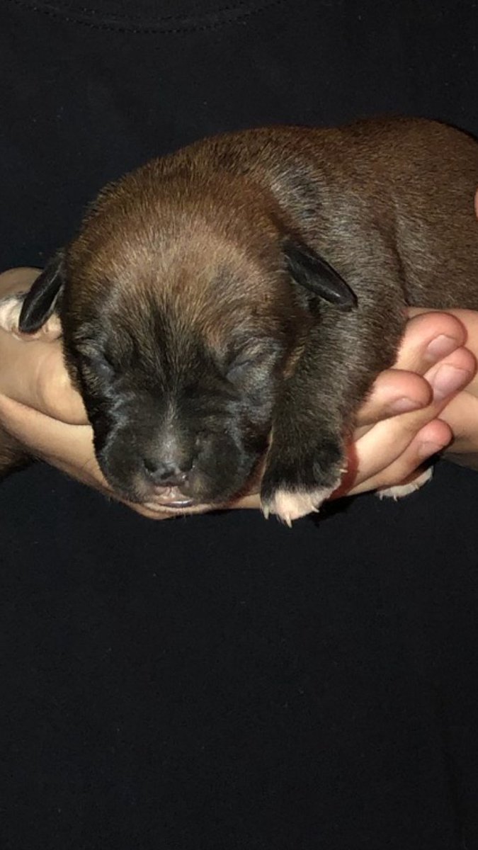 Octoquil's tweet image. Just finding out this news is the most painful and heart breaking news for me to ever ever hear this hear. My son, my baby, sadly passed away today. I gave him my love and he gave me his. I'll miss and never forget you Kilo. Love to the moon and beyond 🐶💔