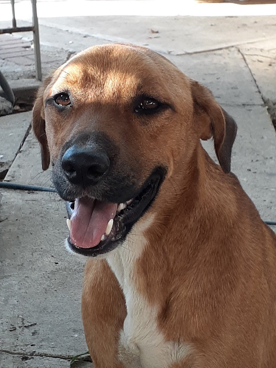 Octoquil's tweet image. Just finding out this news is the most painful and heart breaking news for me to ever ever hear this hear. My son, my baby, sadly passed away today. I gave him my love and he gave me his. I'll miss and never forget you Kilo. Love to the moon and beyond 🐶💔