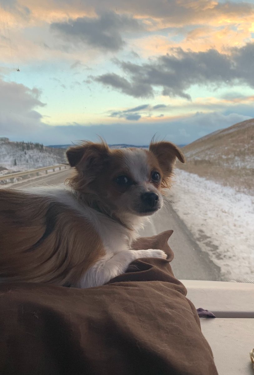 BluSkyWellness's tweet photo. Chotu always calls shotgun when we are on the road 😊😊 https://t.co/GEcs79aNiC