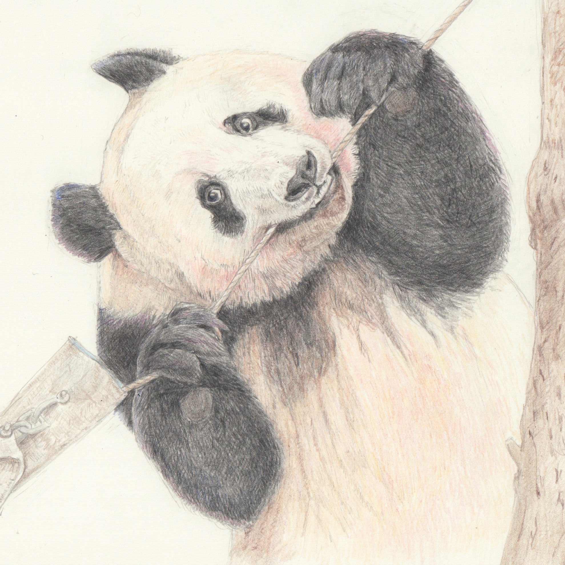 ジーンズを履けて喜ぶパンダ(鉛筆画) Watercolor by Shibasaki🎨柴崎春通 on X: 