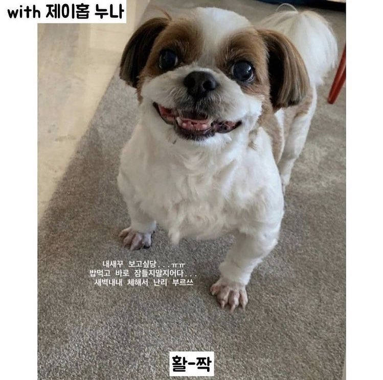 closet_for's tweet photo. 🐶미키 내 웃음 버튼임 https://t.co/J62WiqzdvM