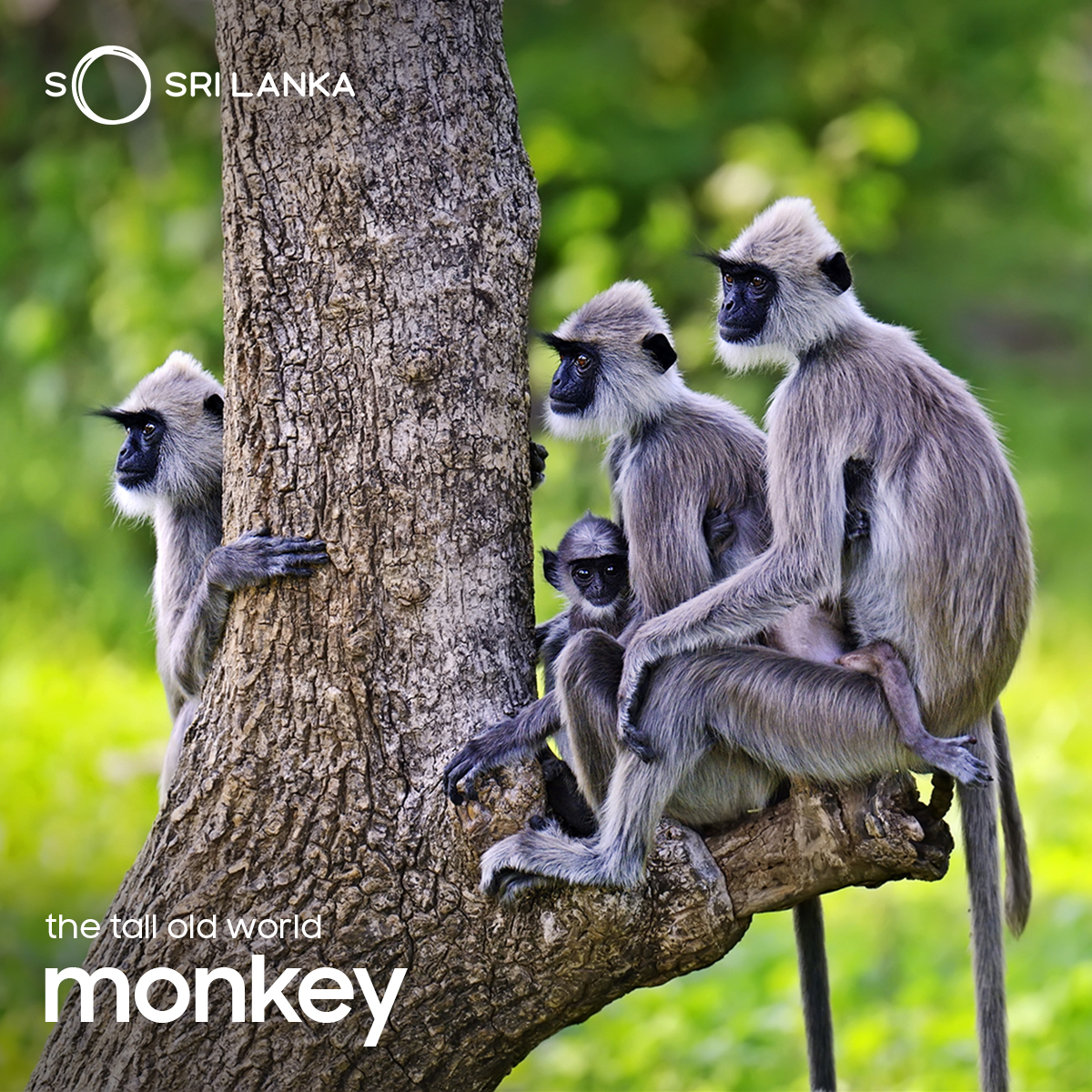 You'll find the Sri Lankan grey langur all over the Cultural Triangle, inquisitively peering at you from amidst the ruins.

#ColumbusTours #GreyLangur #WildlifeInSriLanka #SriLanka #SoSriLanka #ExploreSriLanka