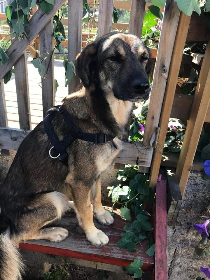 RUDOLPH otra vez fue devuelto
Nuevamente busca a una persona que de verdad se la juegue por él, alguien que no lo vuelva a defraudar. #VinaDelMar #Valparaiso
RT @gejorio <a href="/lmdaz/">lmdaz</a> <a href="/canelapali/">CaneLapali ✨Caro</a> <a href="/massunico/">Nicolas Massu</a> <a href="/XimenaAG70/">Ximena A.G</a> <a href="/demarylouise/">María Luisa</a> <a href="/bartorell/">#SoyBartorell</a> <a href="/vrojaso77/">Verónica Rojas Orellana</a> <a href="/iklare/">Iván Manríquez Klare</a> <a href="/ROUS_RAULD/">Rous Rauld Dercolto 🐾🐾</a> <a href="/nostromar/">Constanza Lewis</a>