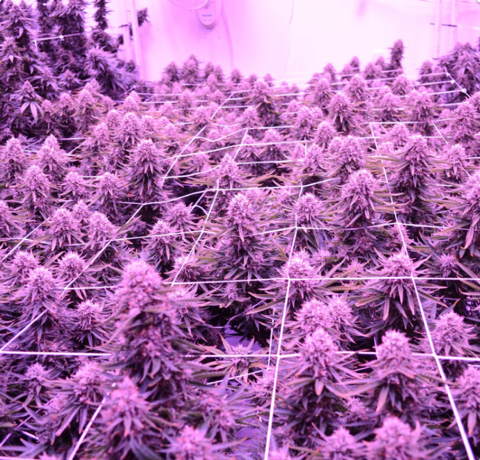 BlackDogLED's tweet photo. Check out all of our #SCROG kits on https://t.co/4tEn40zSf0! We know the pain and hassle of SCROGing and our kits will take A LOT of the frustration away!
#BlackDogLED #LEDgrowlights #screenofgreen https://t.co/uDw60LfkUD