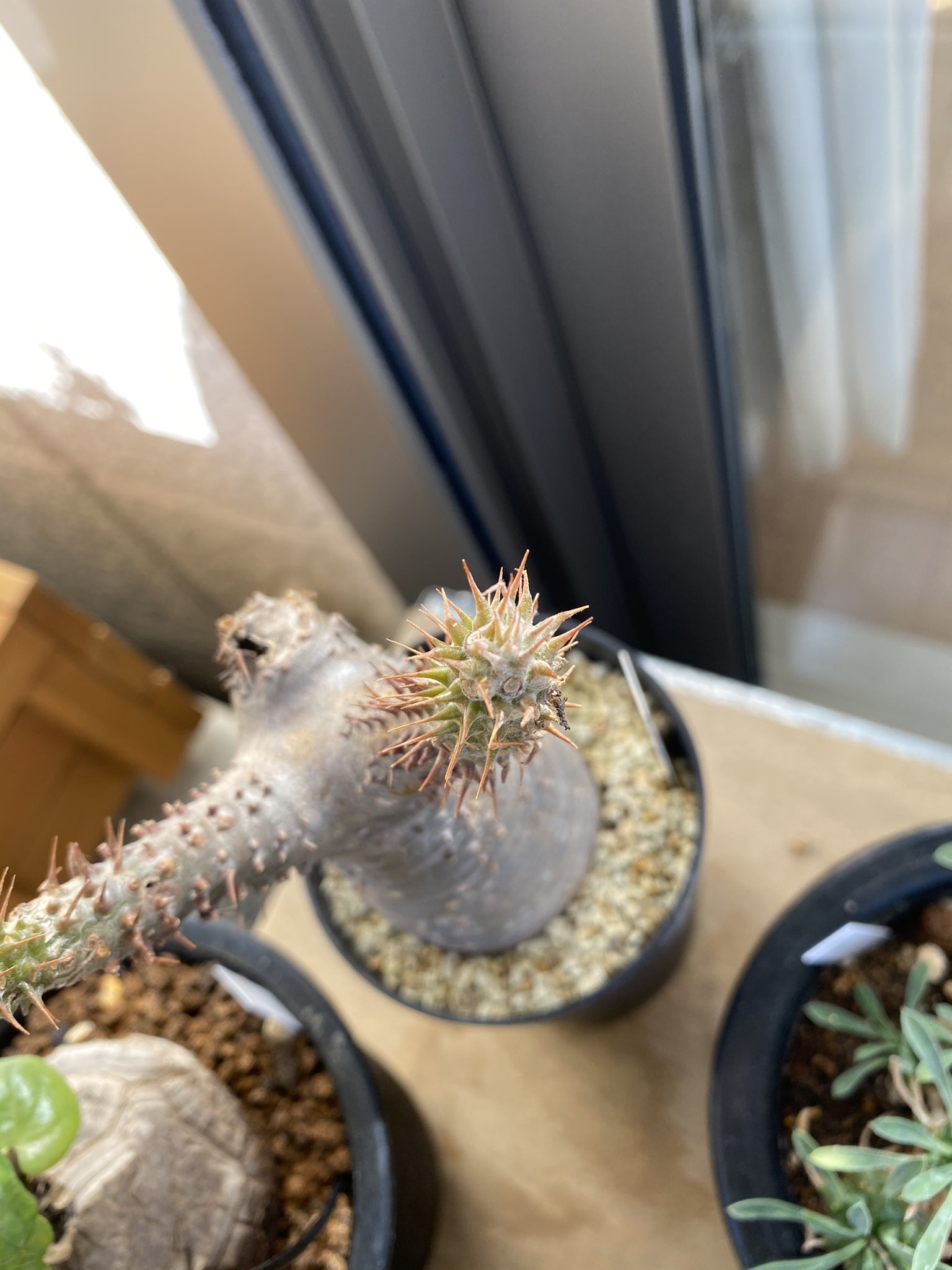 ゆゆゆ 多肉植物垢 先日買ったグラキリス 枝先に白い粉みたいなのがついてるけど なんでしょう カビ 泣 グラキリス パキポディウム コーデックス 塊根植物 T Co 0awbj35oij Twitter