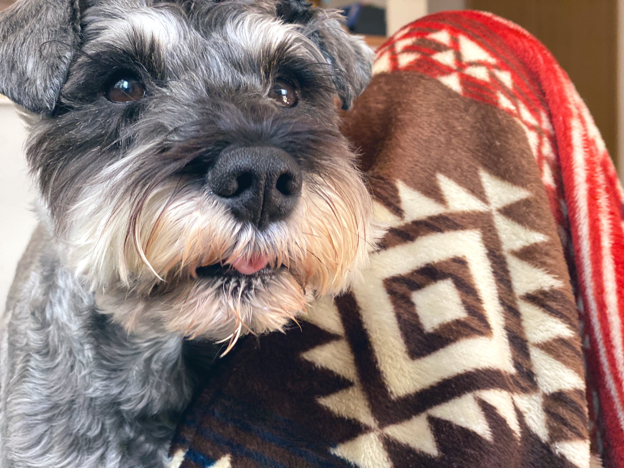 舞木ひと美 ショパン もうすぐ5歳 ミニチュアシュナウザー