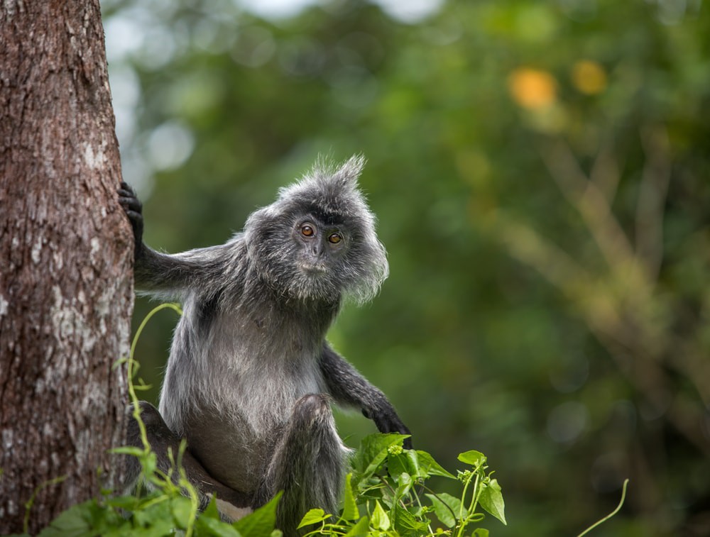 We're headed to Bako National Park in Sarawak State of Malaysia. It's the oldest national park in Sarawak state & was established in 1957. It's also one of its smallest national parks in the state at only 10.53 square miles. Even though it's small it has a wide range of......