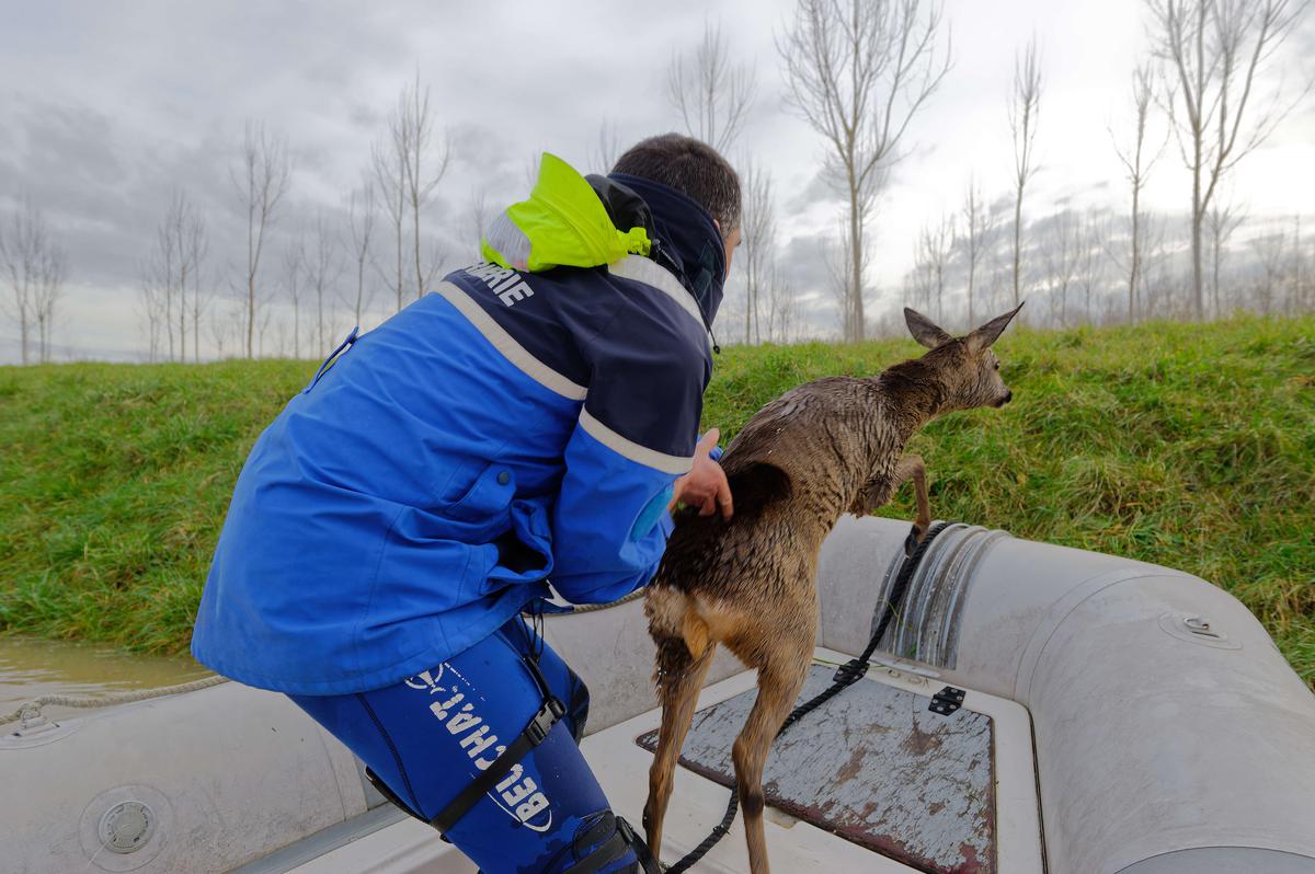 SO_Bordeaux's tweet photo. Inondations en Marmandais : un chevreuil sauvé de la noyade par les gendarmes girondins. Photos Patrice Héraud  @flohmoreau
https://t.co/aCUIc07sSR https://t.co/NFaSx00zHC