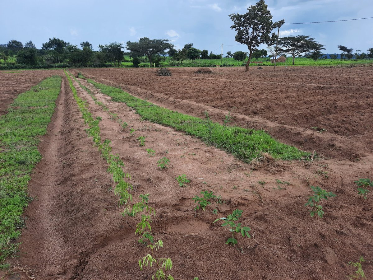 Forest Garden Development starts here! This is what we call a  Green wall or Living fence. #FORESTGARDENAPPROACH #TANZANIA <a href="/Treesftf/">Trees for the Future</a>