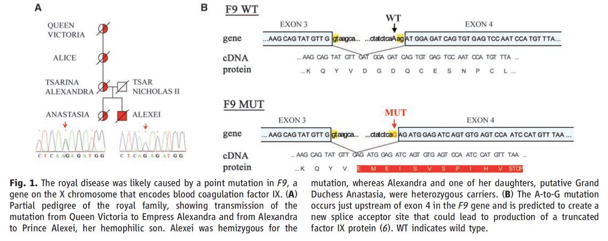 In 2007, grave of Alexie was found. DNA analysis showed presence of pathogenic mutation in F9 gene, predicted to have caused hemophilia B or Christmas disease (named after a patient, not holiday). His sister, Anastasia, was a carrier, like his mother.  https://tinyurl.com/n30wlmj7&nbsp;