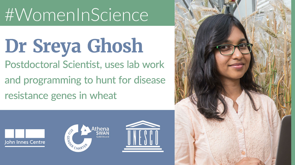 Dr Sreya Ghosh - Postdoctoral Scientist, uses lab work and programming to hunt for disease resistance genes in wheat @sreyag_  https://www.jic.ac.uk/people/sreya-ghosh/  #WomenInScienceDay