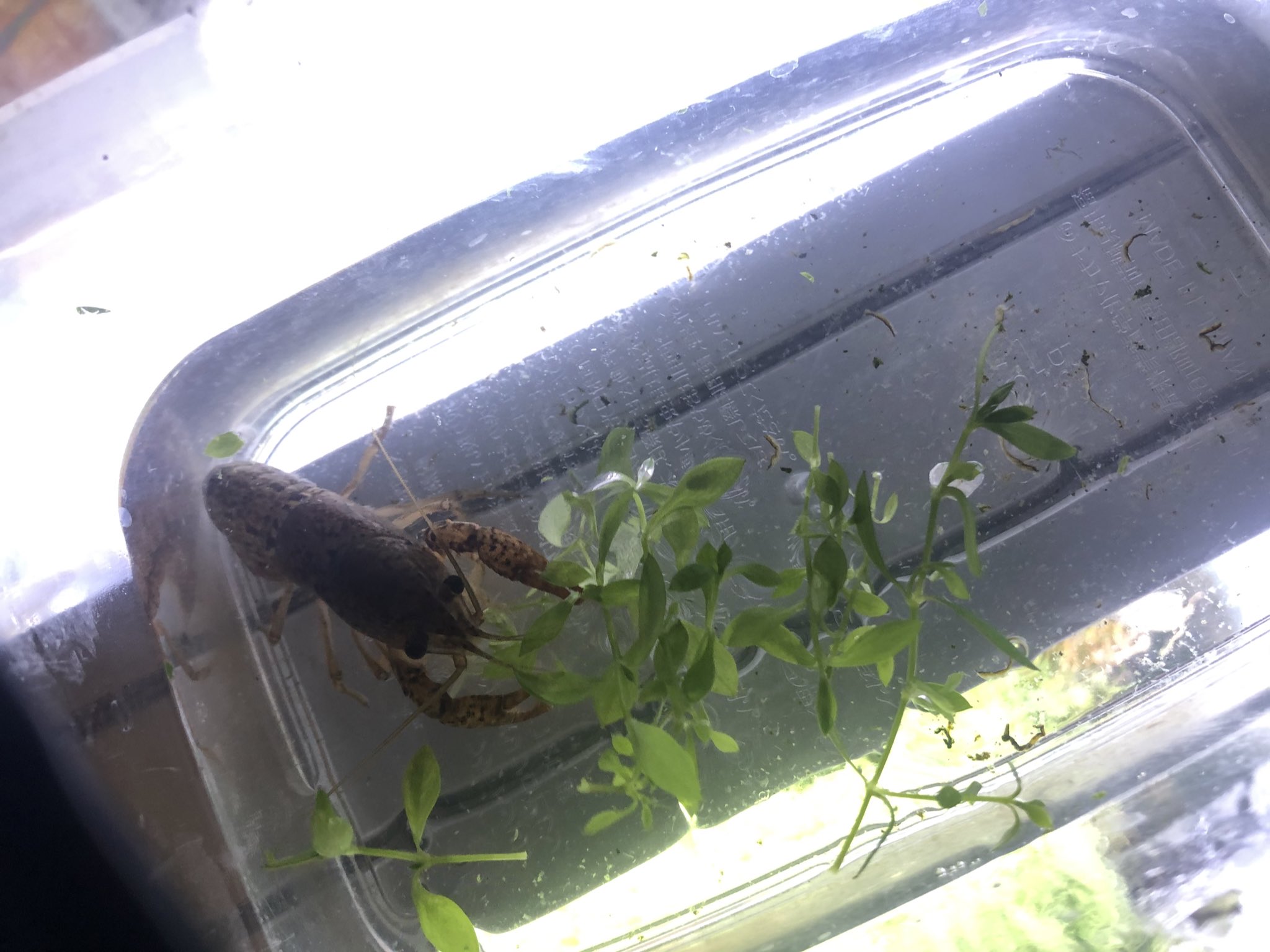 ｎina 6 12 いきものづくし アメリカザリガニが生息してない池は一見してわかります 水草が繁茂しており水生昆虫などの生物が沢山生息してます アメリカザリガニを飼育する際は必ず外に逃がさないようにしましょうね 食べても美味しいですよ
