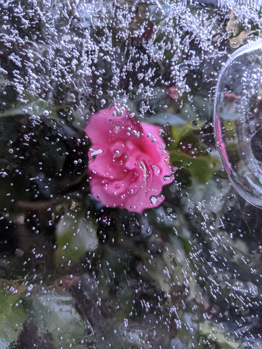 WellbeingScapes's tweet photo. Life through Ice
.
.
#Flowers🌷🌹🌺🌼 #Plants 🌱🌿 #Trees 🌲🌳 #Nature #Outdoors 
#Gardens 
#Ice #Cold #Winter #Spring #NewBeginnings https://t.co/fSbGAZp6sB